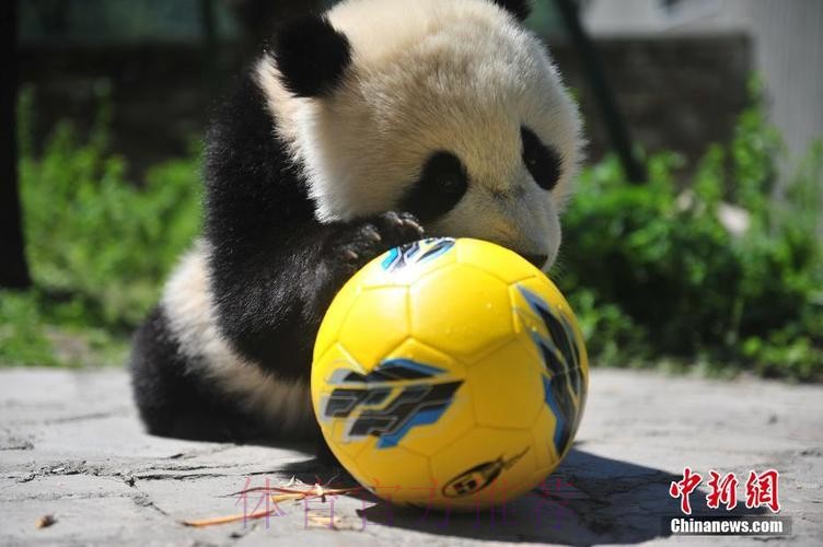 确保世界杯滚球全过程的安全体验